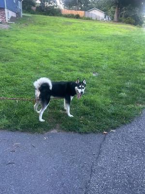 A black and white husky dog standing on a grassy lawn, looking towards the camera.
