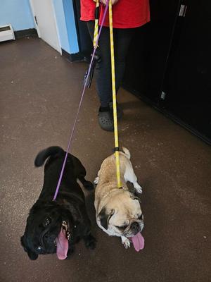 Tater, Pug, adult, available for adoption