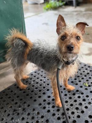 Cherry, Chihuahua / Yorkshire Terrier, adult, available for adoption