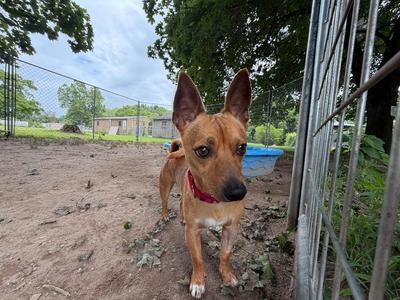 Pookie, Chihuahua, young, available for adoption