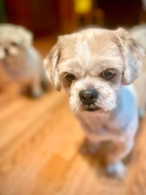 Nico, Shih Tzu, adult, available for adoption