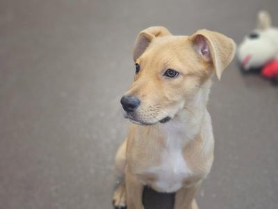 A light brown puppy with a white chest sitting on a gray surface, looking to the side.