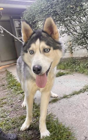 A husky dog with blue eyes stands on a paved surface with grass around it, panting with its tongue out.