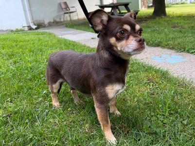 Diego, Chihuahua, adult, available for adoption