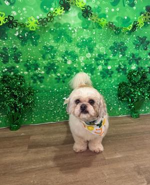 Cosmo, Shih Tzu, adult, available for adoption