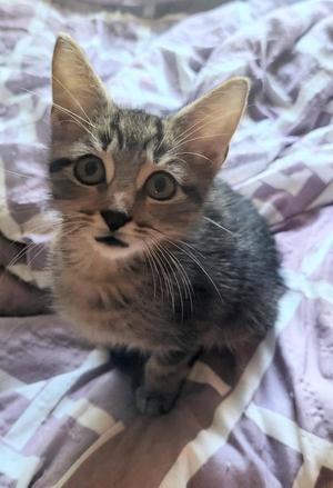 BONGOS, kitten, available for adoption