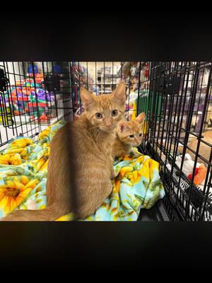 Charlie, kitten, available for adoption