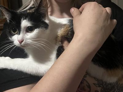 ESME, young, available for adoption