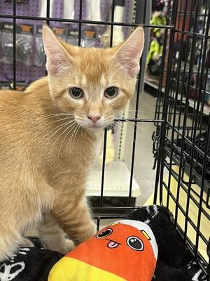 GEORGE, kitten, available for adoption