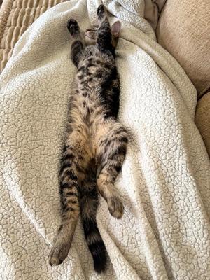 RIP, kitten, available for adoption