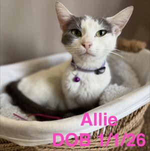 ALLIE CAT, available for adoption