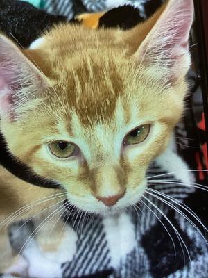 GINNY, kitten, available for adoption