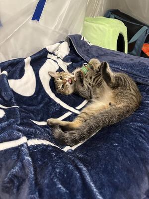 BUDDY, young, available for adoption