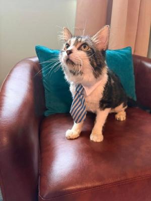 HUGO, adult, available for adoption