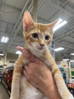 A ginger kitten being held by a person's hand in a store