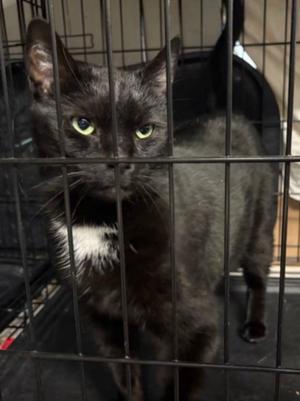 A black cat with green eyes and a white patch on its chest is standing inside a metal cage.