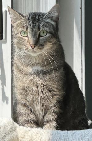 MANDY, adult, available for adoption