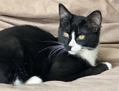 ACE, young, available for adoption