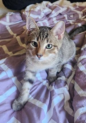 A tabby cat with green eyes sitting on a purple and white patterned blanket.