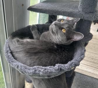 A gray cat lounging in a cat tree bed, looking up with bright yellow eyes.