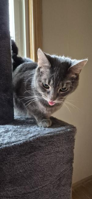 A gray tabby cat with a pink tongue sticking out, sitting on a gray cat tree near a window.