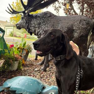 Mork, Labrador Retriever / Great Dane, puppy, available for adoption