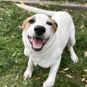 Flora, Mixed Breed, puppy, available for adoption