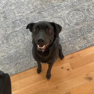 COURTESY LISTING Leaf, Mixed Breed, young, available for adoption