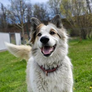Becky, Border Collie, adult, available for adoption