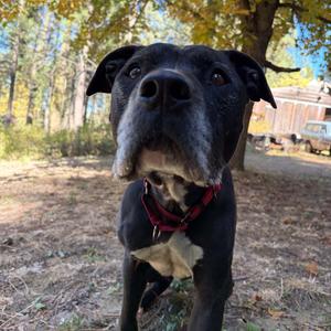 Daffy, Mixed Breed, senior, available for adoption