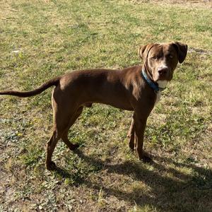 COURTESY LISTING Bruce, Labrador Retriever / Pit Bull Terrier, puppy, available for adoption
