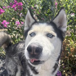 Dutton, Husky / Alaskan Malamute, adult, available for adoption