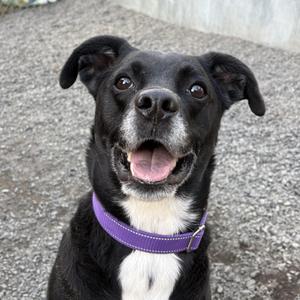 Puck, Mixed Breed, adult, available for adoption