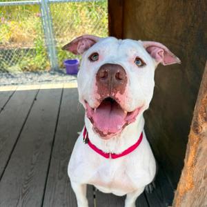 Zohran, Pit Bull Terrier, adult, available for adoption