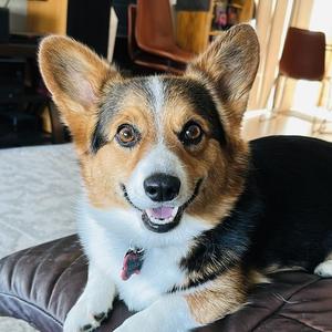 COURTESY LISTING Karma, Corgi, adult, available for adoption