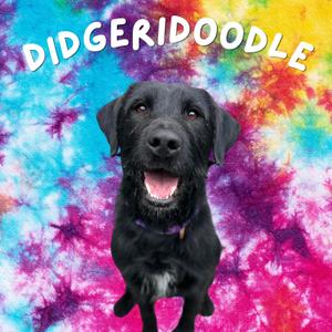 Didgeridoodle, Mixed Breed, young, available for adoption