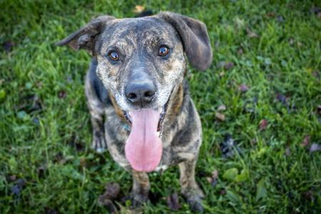 Wrangler, Hound / Mountain Cur, adult, available for adoption