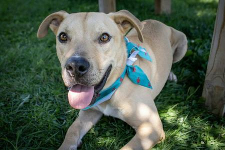 Rocky (sponsored fee), Pit Bull Terrier / Labrador Retriever, adult, available for adoption