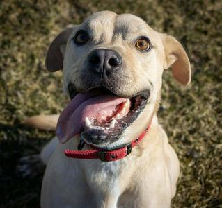 Rocky, Pit Bull Terrier / Labrador Retriever, adult, available for adoption