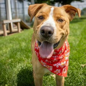 Emmett, Shepherd / Hound, adult, available for adoption