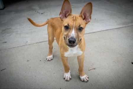 Olive, Pit Bull Terrier / Cattle Dog, young, available for adoption
