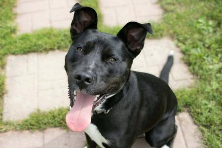 Nala, Pit Bull Terrier / Husky, adult, available for adoption