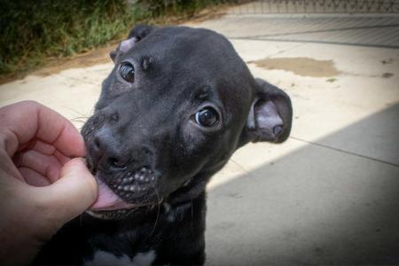 Zach, Pit Bull Terrier / Cattle Dog, young, available for adoption