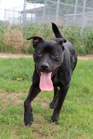 Callahan, Pit Bull Terrier / Rat Terrier, young, available for adoption