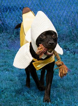 Callahan, Pit Bull Terrier / Labrador Retriever, adult, available for adoption