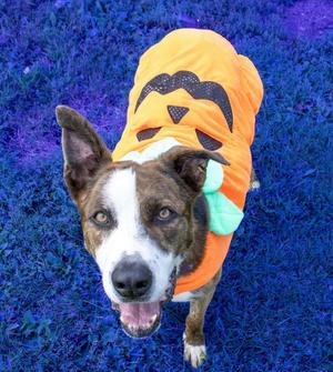 Ares, Shepherd / Boxer, adult, available for adoption