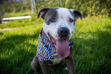 Travis (Sponsored Fee), Pit Bull Terrier, adult, available for adoption
