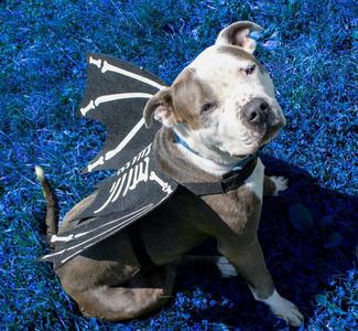 Travis (sponsored fee), Pit Bull Terrier, adult, available for adoption