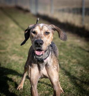 River, Bluetick Coonhound / Great Dane, adult, available for adoption