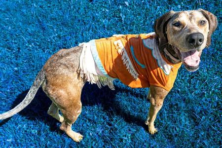River (sponsored fee), Bluetick Coonhound / Great Dane, adult, available for adoption